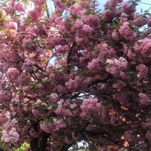 Meet your Posher, Candy